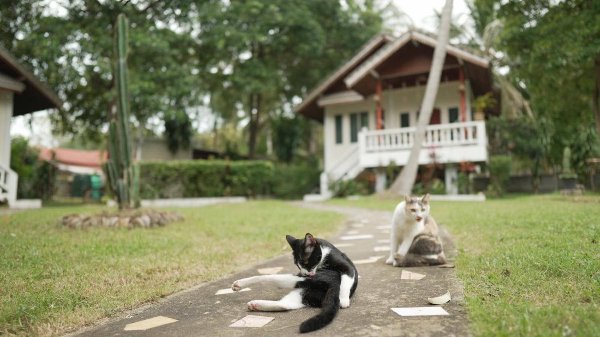 My Home Resort - Koh Phangan Vacation House Rentals Ban Madua Wan エクステリア 写真